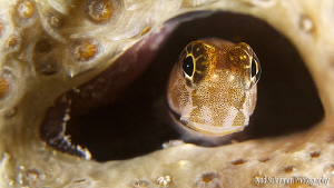 Juvenile Blenny at home.
Frame in frame.
Taken with +15... by Iyad Suleyman 